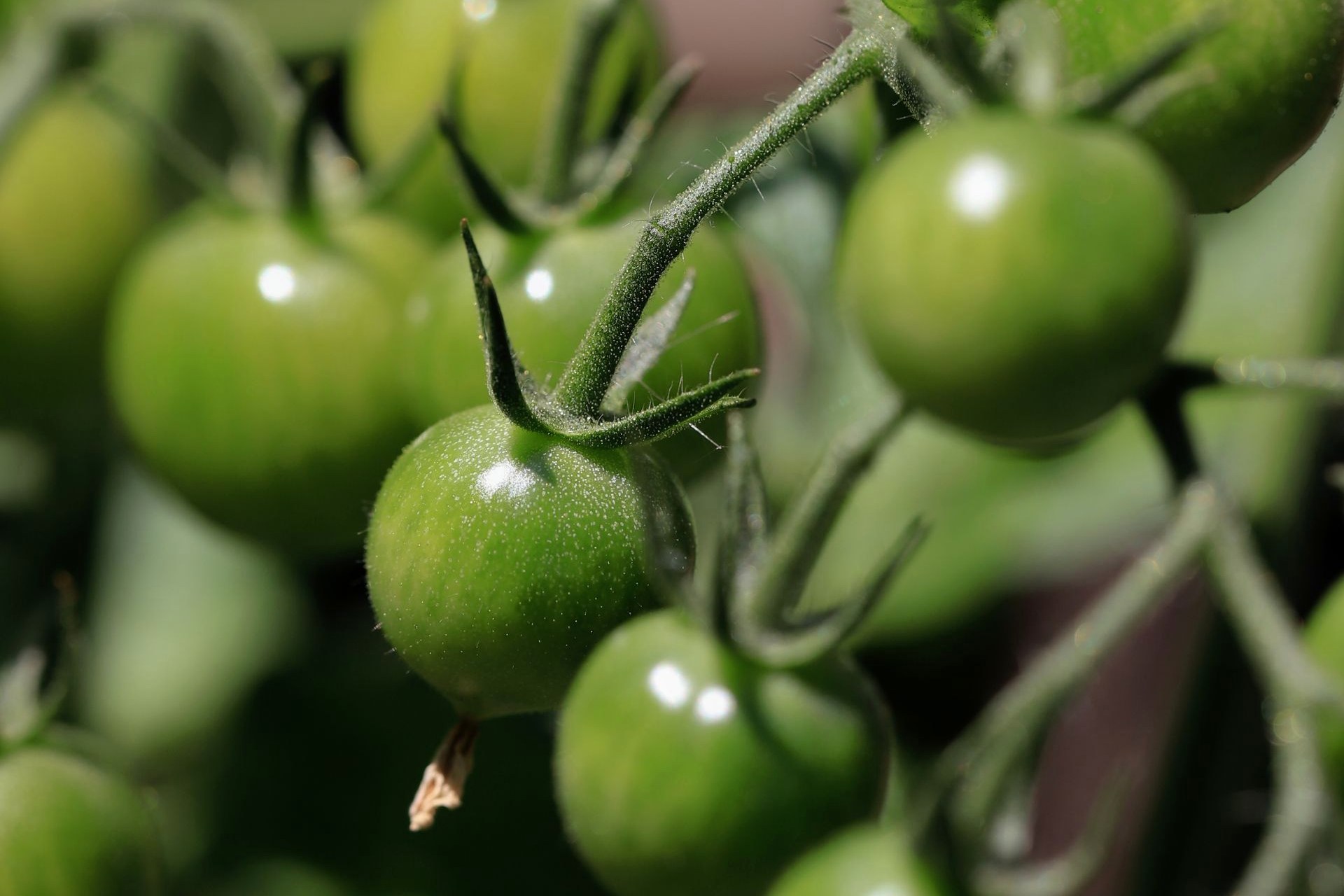 Allergens & Dietary Green tomatoes still on the vine